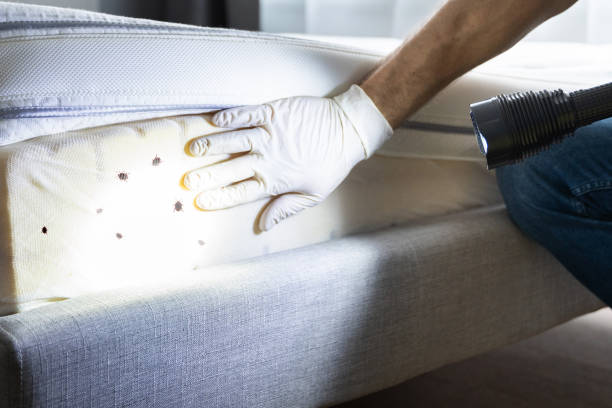 Professional Pest Control in Adwolf, VA