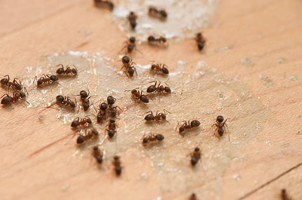 Best Wasp Removal Services  in Adwolf, VA