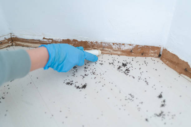 Best Exterminator Services  in Adwolf, VA